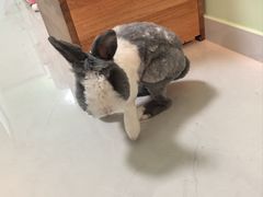 -宠物兔专门店(天丰利市场店)