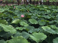 -荷塘月色湿地公园·向阳花洲