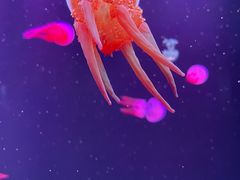 -石家庄极地海洋世界