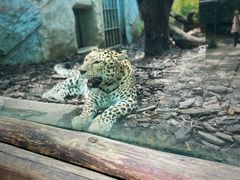 -广州长隆野生动物世界