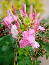 点击看大图 -凡碧诗毛孔清洁收细