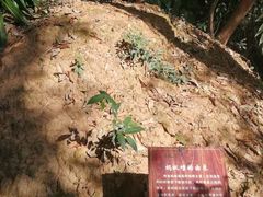 -西双版纳基诺山寨