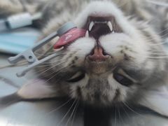 -关爱宠物医院·猫科中心·消化科(滨湖万达分院)