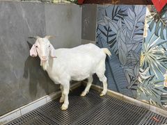 -上海大自然野生昆虫馆