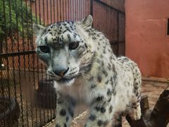 -青藏高原野生动物园
