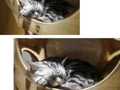 -猫和宫(六道口店)