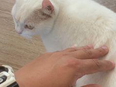 -有猫主题·治愈系猫咖(曾厝垵店)