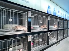-翊宠yipet猫狗购宠庄园犬舍•猫舍