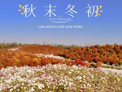 -花开海上生态园