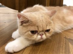 -飞行喵MR PILOT|猫舍·猫咖(静安大融城店)