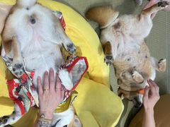 -逗柴咖啡屋·狗咖猫咖宠物桌游
