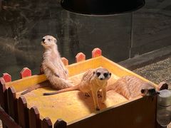 -绿色星球动物主题公园