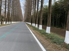 -黄海国家森林公园