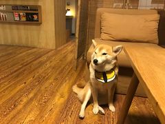 -柴务处·柴犬主题狗咖