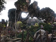 -奥兰多迪士尼动物王国乐园