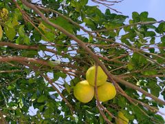 -上海英国外籍人员子女学校(浦西校区)