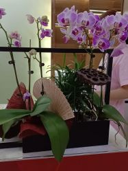 -杭州米兰柏羽医疗美容医院