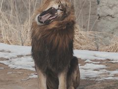 -北京野生动物园