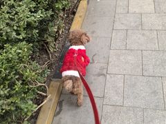 -天宠宠物医院24小时·急重症诊疗中心·全科·腔镜特色(和平分院)