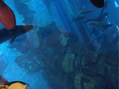 -迪拜水族馆及水下动物园