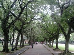 -中山大学学者灵芝(园南路店)