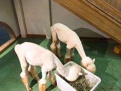 -藦茜花园宠物主题亲子互动体验馆(国顺东路店)