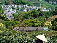 -十八棵（老龙井）御茶园(老龙井店)