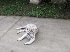 -西安秦岭野生动物园