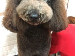 -PETKIT小佩宠物(古北店)