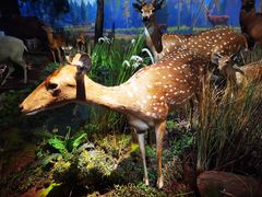 -陕西自然博物馆