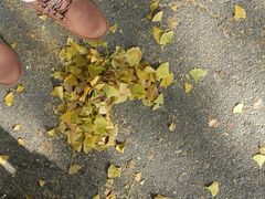 -三里屯东五街银杏大道