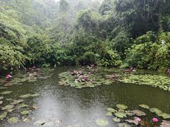 -野象谷景区