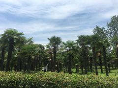 -东平国家森林公园