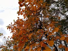 -北京西山国家森林公园