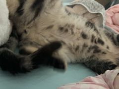 -猫大福·Fortune Cat猫舍(百子湾店)