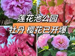 -莲花池公园