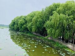 -洪湖生态旅游区