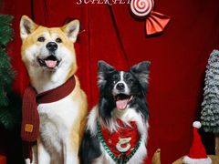 -超宠爱宠物摄影-Super pet