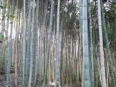 -上海佘山国家森林公园天马山园