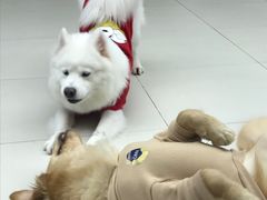 -怪兽屋·羊驼·猫咖·狗咖(俊华广场店)