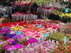 -桂林市花鸟市场