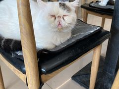 -平行世界·猫咖(首经贸店)