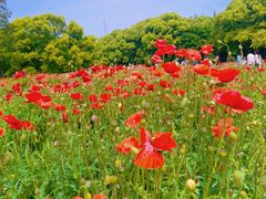 -上海共青森林公园