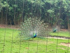 -深圳野生动物园