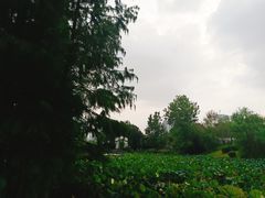 -月湖风景区