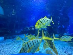 -太平洋海底世界