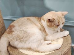 -安格丽娜·狗咖·猫咖羊驼咖(春熙路百盛商场店)