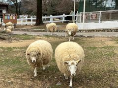 -神户市立六甲山牧场