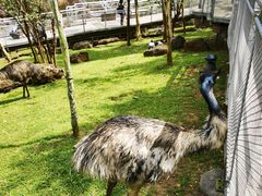 -新加坡飞禽公园