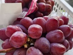 -马陆小张葡萄园农家乐